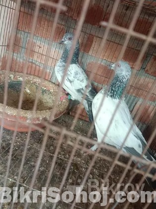 ভালো জাতের গিরিবাজ কবুতর